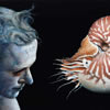 The Nautilus